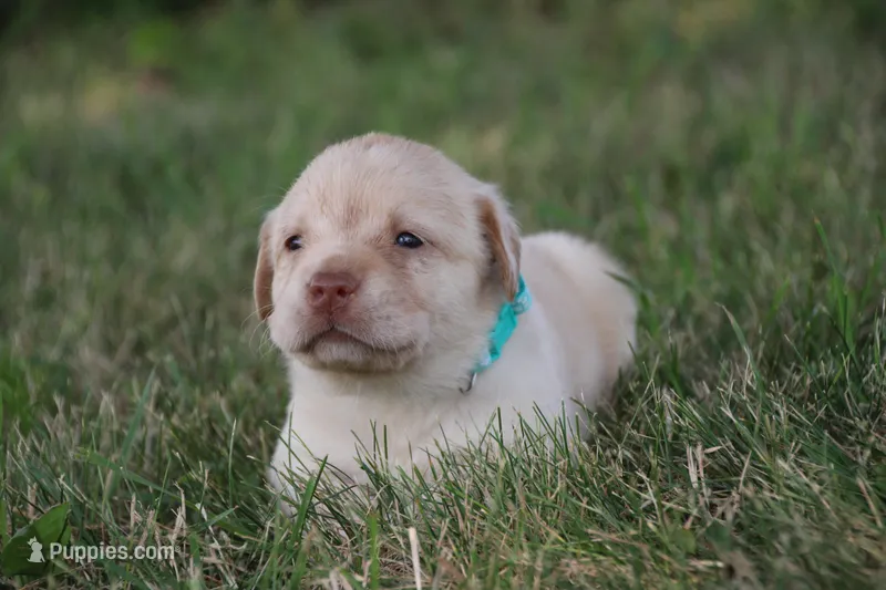 Miss Teal Collar – Labrador Retriever puppy for sale in Lake City, MN