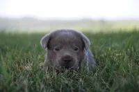 Silver Boy, a male Labrador Retriever for sale in Lake City, MN – 4 of 9