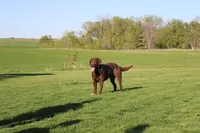 Mr. Black Collar, a male Labrador Retriever for sale in Lake City, MN – 7 of 9