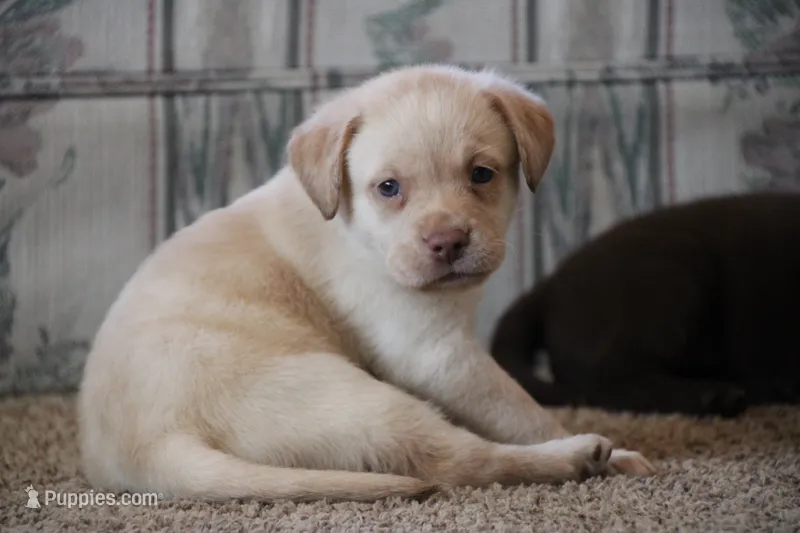 Miss Teal Collar – Labrador Retriever puppy for sale in Lake City, MN