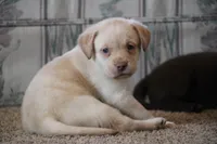 Miss Teal Collar- pending, a female Labrador Retriever for sale in Lake City, MN – 4 of 10