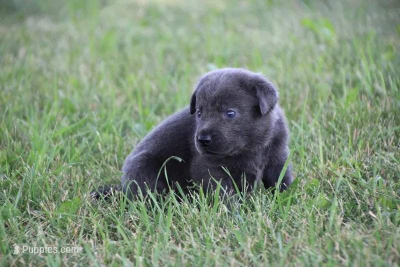 Miss Charcoal – Labrador Retriever puppy for sale in Lake City, MN