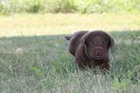 Mr. Brown Collar, a male Labrador Retriever for sale in Lake City, MN – 5 of 9