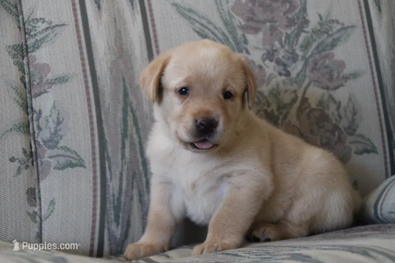 Miss Yellow Collar – Labrador Retriever puppy for sale in Lake City, MN