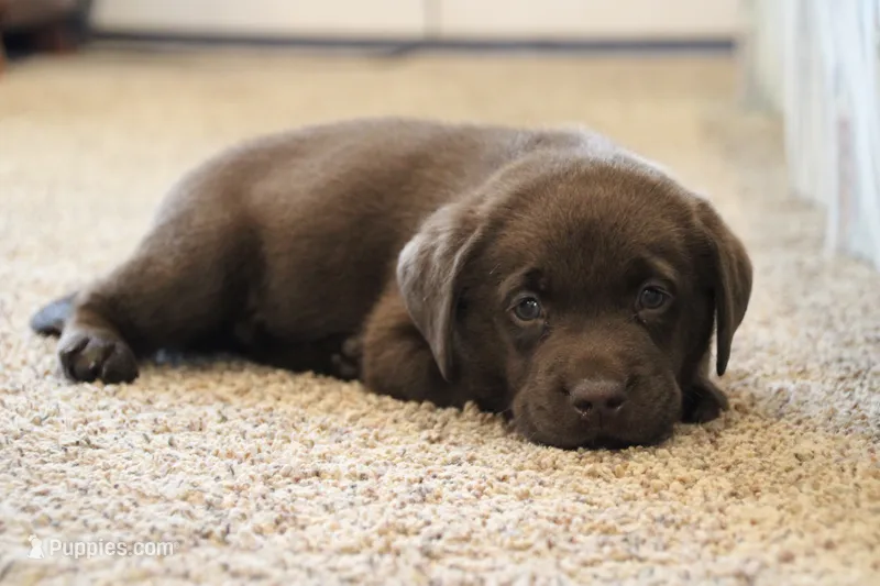 Mr. Orange Collar – Labrador Retriever puppy for sale in Lake City, MN