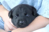 Mr. Green Collar, a male Labrador Retriever for sale in Lake City, MN – 2 of 8
