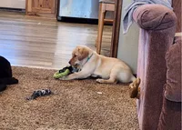 Miss Aqua Collar - Available Now, a female Labrador Retriever for sale in Lake City, MN – 2 of 10