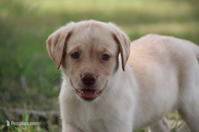 Miss Aqua Collar - Available Now – Labrador Retriever puppy for sale in Lake City, MN
