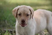 Miss Aqua Collar - Available Now, a female Labrador Retriever for sale in Lake City, MN – 1 of 10
