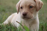 Miss Aqua Collar - Available Now, a female Labrador Retriever for sale in Lake City, MN – 7 of 10