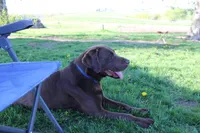 Miss Aqua Collar - Available Now, a female Labrador Retriever for sale in Lake City, MN – 9 of 10