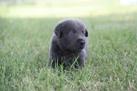 Miss Charcoal, a female Labrador Retriever for sale in Lake City, MN – 6 of 10