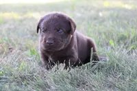 Mr. Orange Collar, a male Labrador Retriever for sale in Lake City, MN – 1 of 9