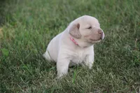 Miss Pink Collar, a female Labrador Retriever for sale in Lake City, MN – 7 of 10