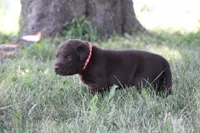 Mr. Orange Collar, a male Labrador Retriever for sale in Lake City, MN – 3 of 9
