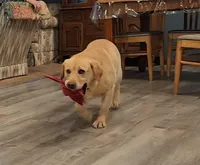 Miss Aqua Collar - Available Now, a female Labrador Retriever for sale in Lake City, MN – 8 of 10