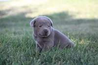 Silver Boy, a male Labrador Retriever for sale in Lake City, MN – 2 of 9