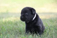 Miss Gray Collar, a female Labrador Retriever for sale in Lake City, MN – 3 of 8