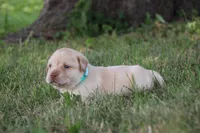 Miss Teal Collar, a female Labrador Retriever for sale in Lake City, MN – 5 of 9