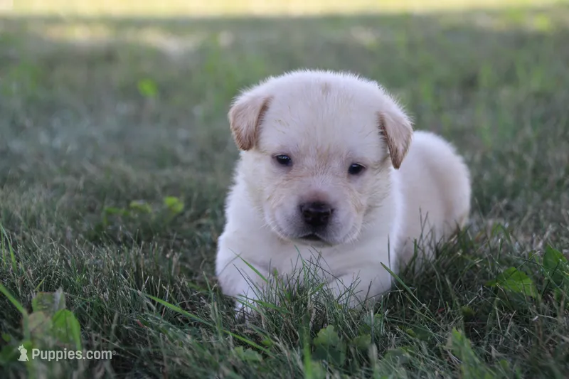 Mr. Black Collar – Labrador Retriever puppy for sale in Lake City, MN
