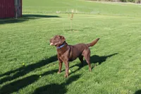 Miss Aqua Collar - Available Now, a female Labrador Retriever for sale in Lake City, MN – 10 of 10