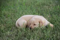 Miss Yellow Collar, a female Labrador Retriever for sale in Lake City, MN – 6 of 9