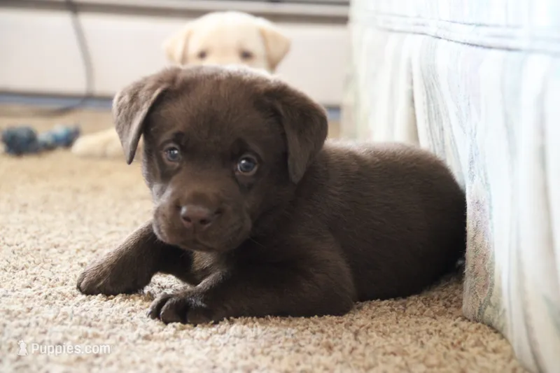 Mr. Orange Collar – Labrador Retriever puppy for sale in Lake City, MN