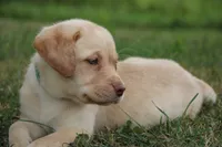 Miss Aqua Collar - Available Now, a female Labrador Retriever for sale in Lake City, MN – 4 of 10