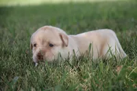 Miss Teal Collar, a female Labrador Retriever for sale in Lake City, MN – 3 of 9
