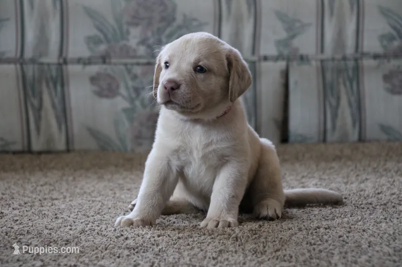 Miss Pink Collar – Labrador Retriever puppy on hold in Lake City, MN