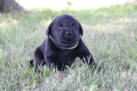 Mr. Green Collar, a male Labrador Retriever for sale in Lake City, MN – 4 of 8