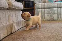 Miss Teal Collar- pending, a female Labrador Retriever for sale in Lake City, MN – 2 of 10