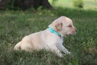 Miss Teal Collar, a female Labrador Retriever for sale in Lake City, MN – 4 of 9