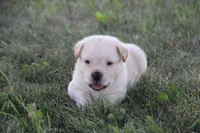 Mr. Black Collar, a male Labrador Retriever for sale in Lake City, MN – 6 of 9