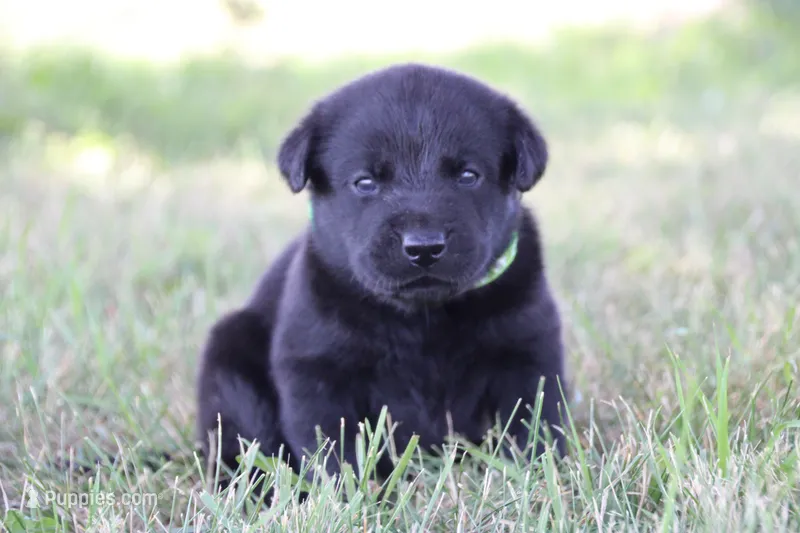 Mr. Green Collar – Labrador Retriever puppy for sale in Lake City, MN