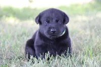 Mr. Green Collar, a male Labrador Retriever for sale in Lake City, MN – 1 of 8