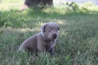 Silver Boy, a male Labrador Retriever for sale in Lake City, MN – 3 of 9