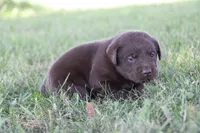 Mr. Orange Collar, a male Labrador Retriever for sale in Lake City, MN – 2 of 9