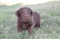Mr. Brown Collar, a male Labrador Retriever for sale in Lake City, MN – 3 of 9