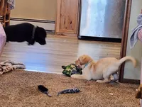 Miss Aqua Collar - Available Now, a female Labrador Retriever for sale in Lake City, MN – 3 of 10