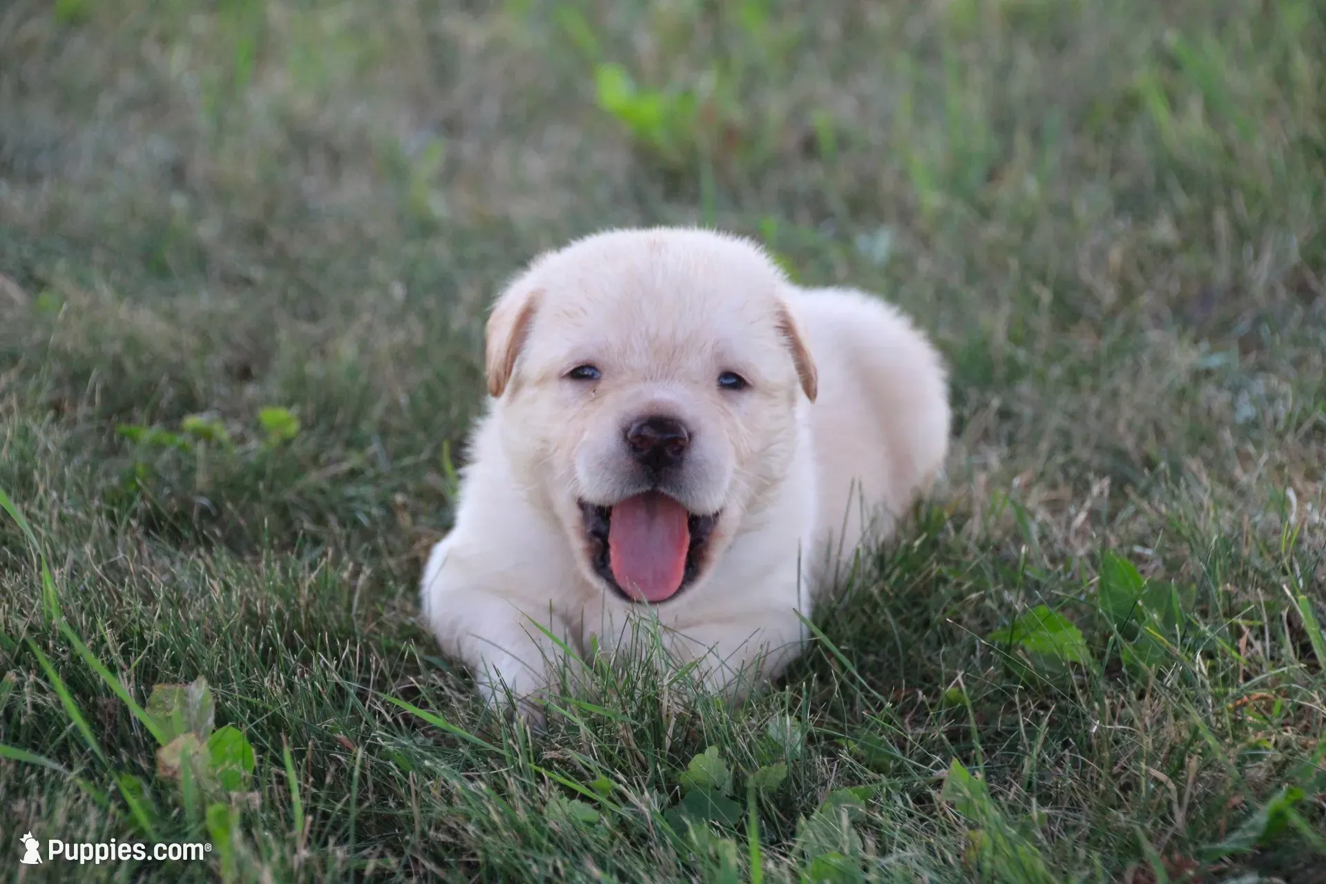 Mr. Black Collar, a male Labrador Retriever for sale in Lake City, MN – 5 of 9