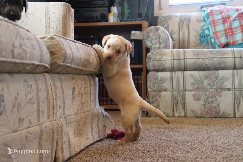 Miss Teal Collar – Labrador Retriever puppy for sale in Lake City, MN