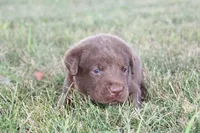 Mr. Brown Collar, a male Labrador Retriever for sale in Lake City, MN – 6 of 9