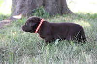 Mr. Orange Collar, a male Labrador Retriever for sale in Lake City, MN – 6 of 9