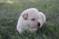 Mr. Black Collar, a male Labrador Retriever for sale in Lake City, MN – 4 of 9