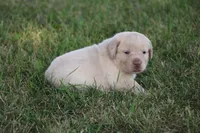 Miss Pink Collar, a female Labrador Retriever for sale in Lake City, MN – 4 of 10