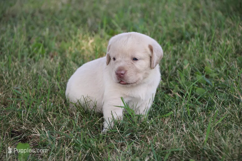 Miss Pink Collar – Labrador Retriever puppy for sale in Lake City, MN