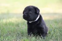 Miss Gray Collar, a female Labrador Retriever for sale in Lake City, MN – 2 of 8