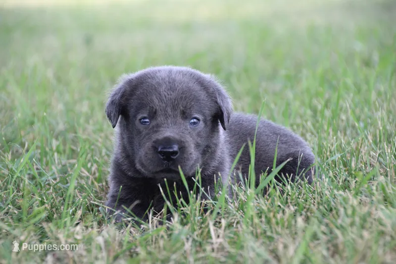 Miss Charcoal – Labrador Retriever puppy for sale in Lake City, MN