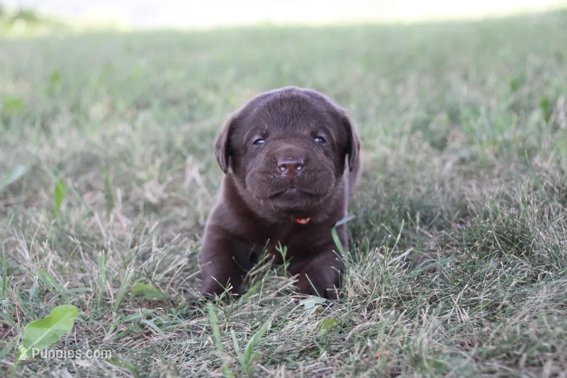 Mr. Orange Collar – Labrador Retriever puppy for sale in Lake City, MN